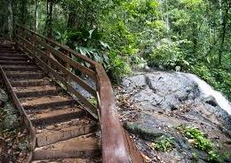 Chute d'arbre sur le sentier du Rorota: une jeune femme décède
