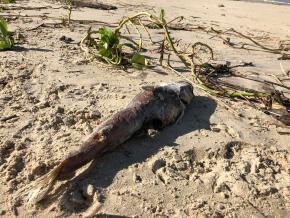 Kourou : l'inquiétude des habitants après la découverte de nombreux poissons morts dans le fleuve et sur la plage